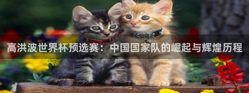 世界杯：高洪波世界杯预选赛：中国国家队的崛起与辉煌历程